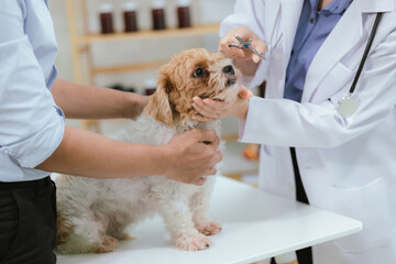 Veterinarians in animal hospitals provide care and treatment for pets. They get their dogs examined with the help of experts in caring for their pet's health, vaccinating them, and managing illnesses.