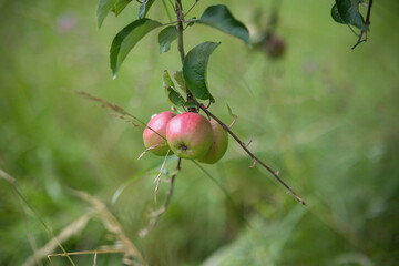 Pommes sur l'arbre