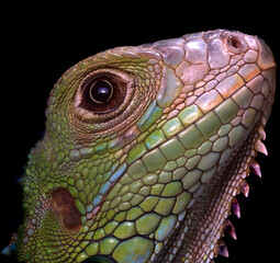 the head of American iguana on black background