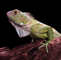 the American iguana on black background
