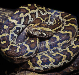 Burmese python a  is carnivorous reptile