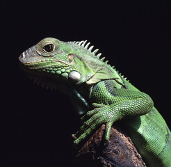 A panther chameleon on black background