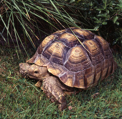 African Spurred tortoise used like pet