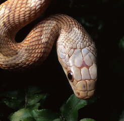 A head of western rat snake