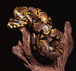 Mandarin Rat snakes a snake on black background