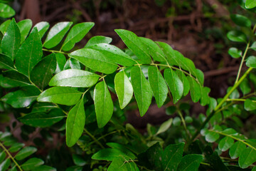 Curry leaf (Murraya koenigii)plant grown in the garden, Herbs plant