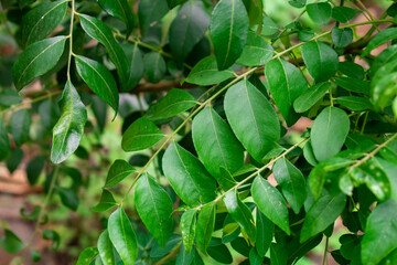 Curry leaf (Murraya koenigii)plant grown in the garden, Herbs plant