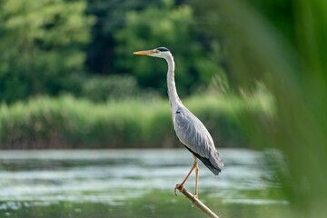 The grey heron (Ardea cinerea) sitting on a branch by the water, waiting for food. 