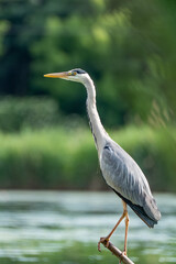 The grey heron (Ardea cinerea) sitting on a branch by the water, waiting for food. 