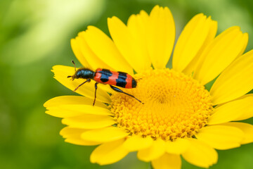 Bee Beetle - Trichodes apiarius, small beautiful colored beetle from European forests and woodlands, Czech Republic.
