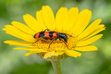 Bee Beetle - Trichodes apiarius, small beautiful colored beetle from European forests and woodlands, Czech Republic.