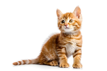 charming red kitten scottish straight sitting with raised paw isolated on white background