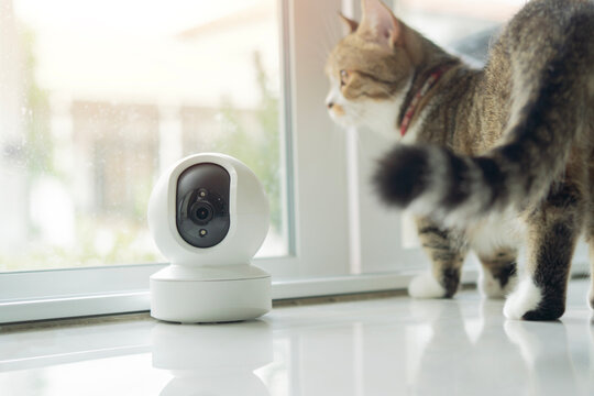 Modern indoor home security camera with domestic cat in the living room at home.