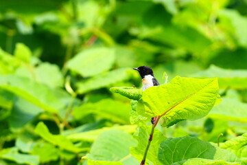 葉の上に止まるノビタキ