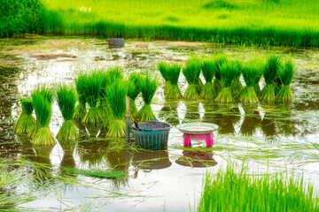 Green rice fields grown by cuttings one by one
