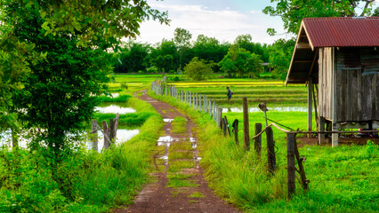 Green rice fields grown by cuttings one by one