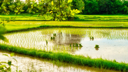 Green rice fields grown by cuttings one by one