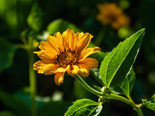 Closeup photo of a yellow heliopsis flower against a dark green background