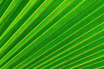 Obraz premium green palm leaf close up, natural bio background for flora concept and design. textured plant leaf macro with rows and lines