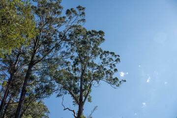 beautiful gum Trees and shrubs in the Australian bush forest. Gumtrees and native plants growing in Australia in spring