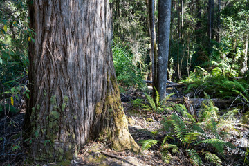 beautiful gum Trees and shrubs in the Australian bush forest. Gumtrees and native plants growing in Australia in spring