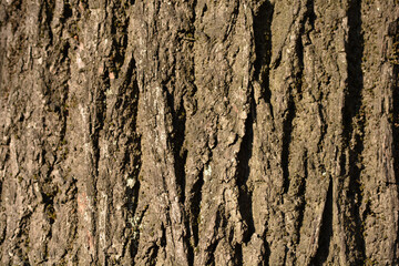 Silver lime bark detail