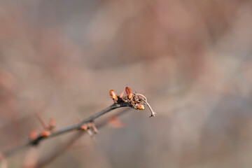 Purple Japanese barberry branch with buds