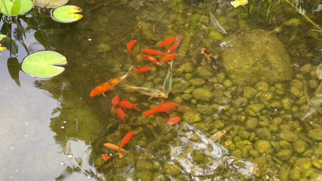Serene scene of Orange goldfish swimming in garden pond