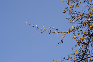 Cornelian cherry branch with flowers