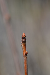 Sweet cherry Sunburst branch with buds