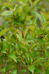 Weigela Bristol Ruby leaves