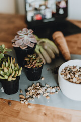 Potted succulents with pebbles on a wooden table.