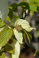Handkerchief tree branch with flower