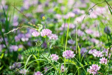 Rural meadow with purple flowers