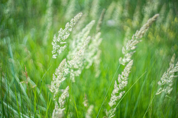 Defocudes green grass in the rural meadow