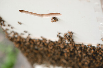 Honey bees working together around their hive