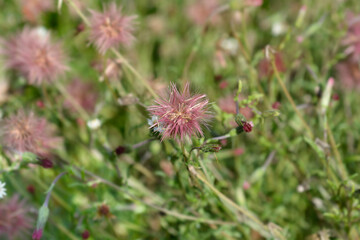 Spreading fleabane seed heads