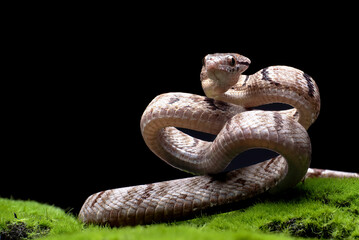 Obraz premium Dog-toothed Cat Snake in attack position