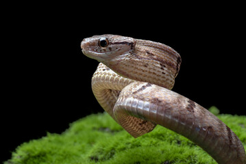 Dog-toothed Cat Snake in attack position