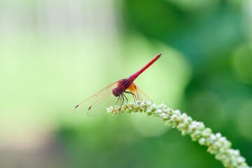 Close-up view of  pink dragonfly perching on grass