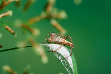 Close-up view of spider on leaf in forest