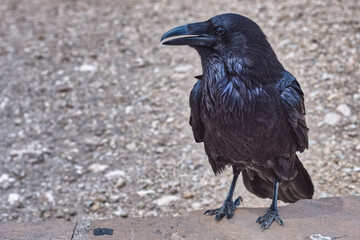 Wild Raven at Grand Canyon AZ