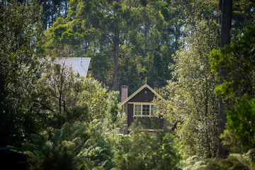 wooden house in forest surronded by trees and plants