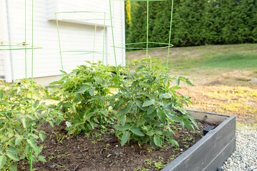 Tomatoe Plants Growing in a Raised Garden Bed
