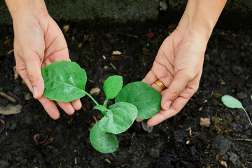 Cropped hand of woman take care kale seedling in vegetable garden