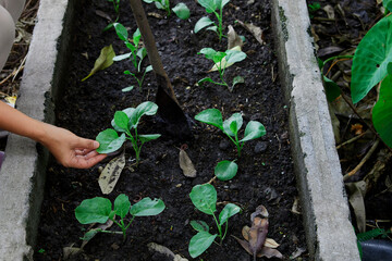 Midsection of woman working in vegetable garden