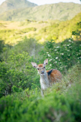 Bambi o cria de ciervo en reserva natural.