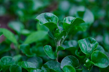 Full frame shot of green watercress in vegetable garden