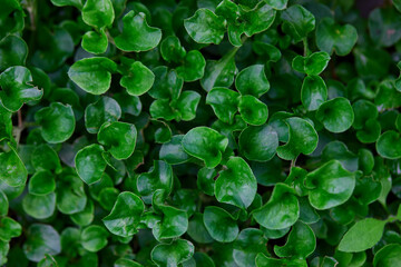 Full frame shot of green watercress in vegetable garden