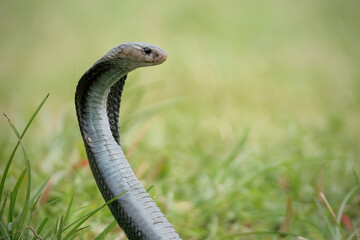 Fototapeta premium Naja sputatrix defensive position on the green grass